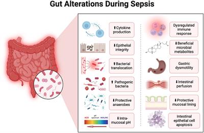 Targeting the gut microbiome in the management of sepsis-associated encephalopathy